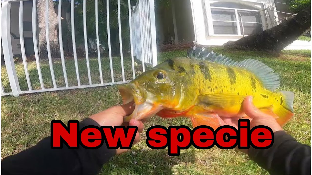 I caught a new specie while fishing for peacock bass - Papaws Jigs 