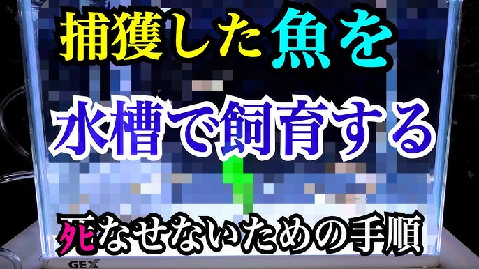 川魚アクアリウム作ってみた 最初から完成まで 水槽立ち上げ 魚捕り 水草 アブラボテ カワムツ ドンコ ヨシノボリ タナゴ Youtube