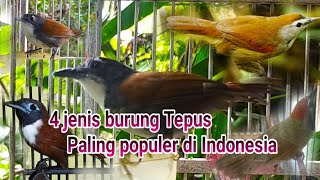 4 JENIS BURUNG TEPUS PALING POPULER DI INDONESIA