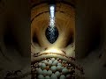 POV: A Camera Mounted on a Desert Ant Exploring Burning Sand Tunnels 🐜🔦