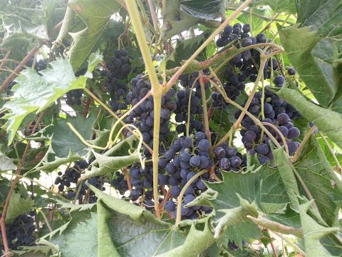 Video: Characteristics Of Grape Varieties For Unheated Greenhouses