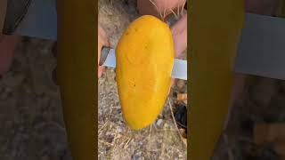 Beautiful natural mango farming, Enjoy harvesting with rural life harvest farming