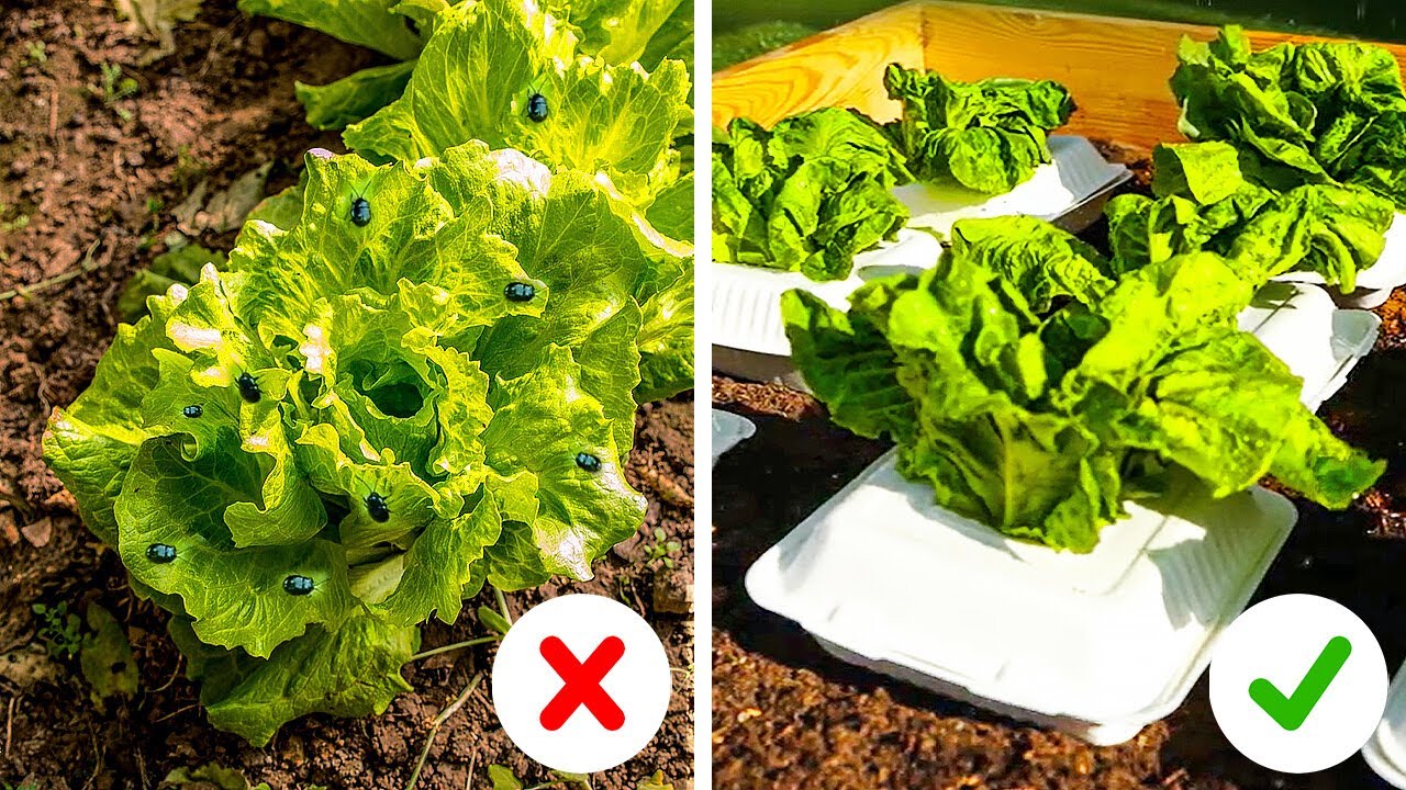 Easy Ways to Protect Your Garden From Pests - YouTube