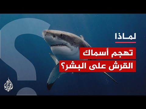 فيديو: هل أسماك القرش المجرفة خطرة؟