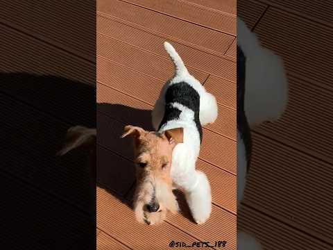 wire fox terrier dogs #dogs #dog #cute #shortsvideo #shortvideo #shorts