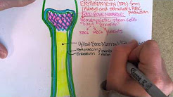 Bone Anatomy