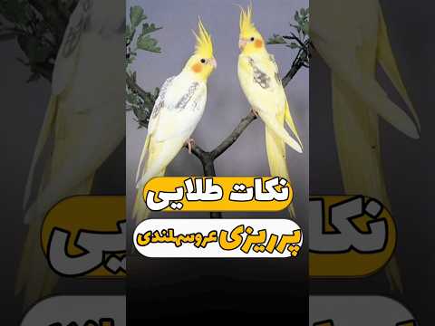 پرریزی طوطی سانان در شرایط طبیعی و غیر طبیعی عروسهلندی طوطی   طوطی سخنگو