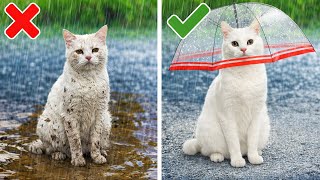Hilarious Cat Antics: Attempting TikTok Challenges! 😂🐾