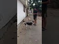 aaj mere papa kutte ko roti khilaye