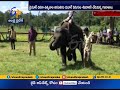 Elephants playing football at Dubare Elephant Camp
