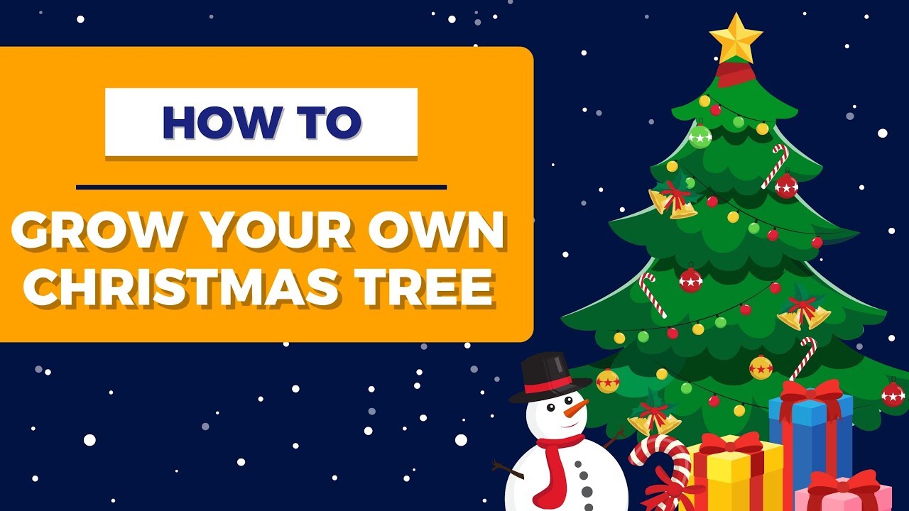How Do I Grow My Own Christmas Tree How Do I Grow My Own Christmas Tree