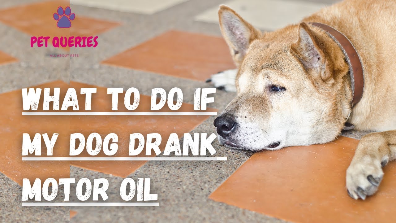 How Long To Leave Motor Oil On Dog