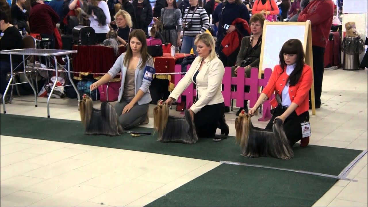 26.02.2016 St-Petersburg - CACIB (Dorota Witkowska)