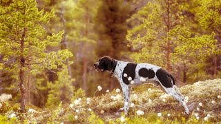 Essential Grooming Steps for Pointer Dogs