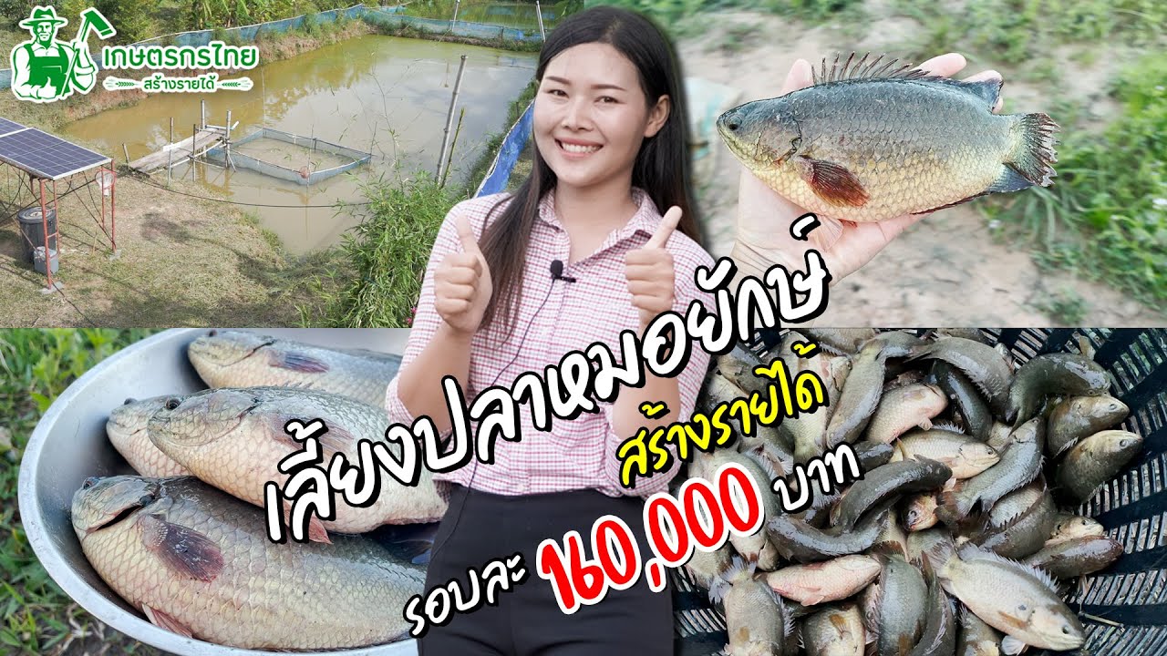 เลี้ยงปลาหมอยักษ์ สร้างรายได้ รอบละ 160,000 บาท l Ep77 ชมสวนเกษตรกรไทย