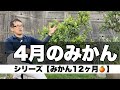 【庭のみかん12ヶ月】4月の管理はこうやる　剪定、消毒、害虫、摘蕾、芽かき、除草、トゲの除去、移植、植え替え