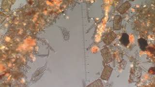 Two Organisms Youtube Video