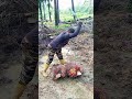 ২ ফল সংগ্রহ করে ২ রিংগিত ইনকাম বাংলার ৬০ টাকা #malaysia # পাম বাগান #reels #foryou
