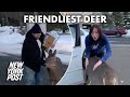 Family’s unexpected friend is near and ‘deer’ to their heart | New York Post