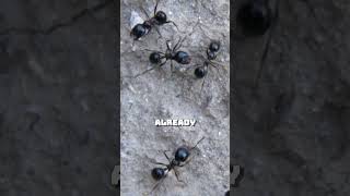 Ants Get Infected and Eaten Alive From Inside #disturbing #nature