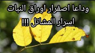 وداعا اصفرار اوراق النبات ..اسرار المشاتل.. Goodbye yellowing plant leaves