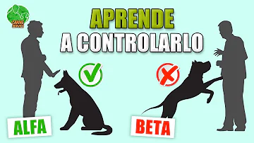 ¿Cuál es la mejor disciplina para los perros?