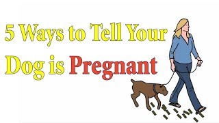 Is My Dog Pregnant : 5 Ways to Tell Your Dog is Pregnant