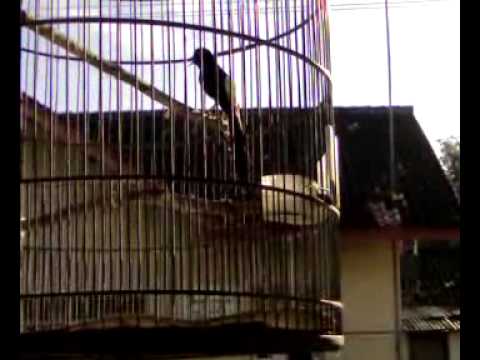 burung murai batu lampung super mp4 YouTube burung murai batu lampung super mp4 YouTube