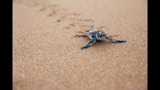 Shine a light on our amazing sea turtles