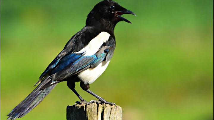 Dealing with Magpie, Hunting and deterring this nuisance bird