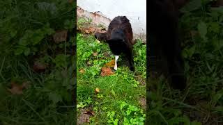 Красивый уличный котик. Сергиев Посад 🍁 #cat #сергиевпосад
