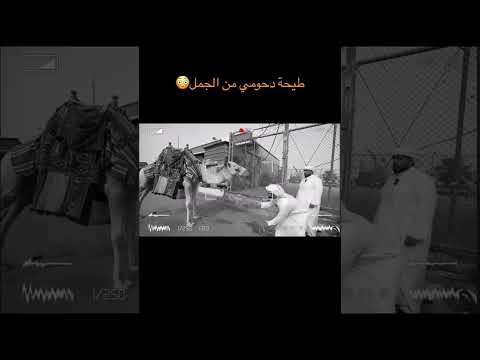وجة مستر فيف