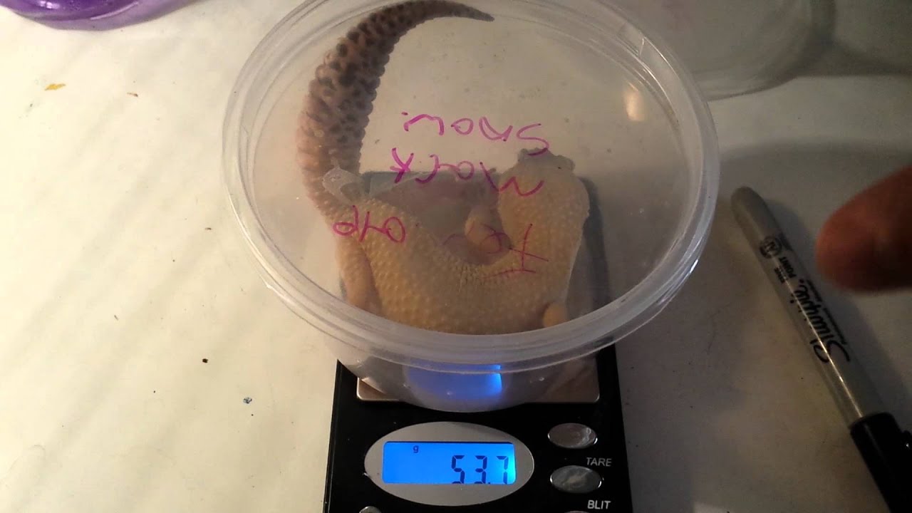 camera iphone 8 plus apk Weighing my leopard geckos