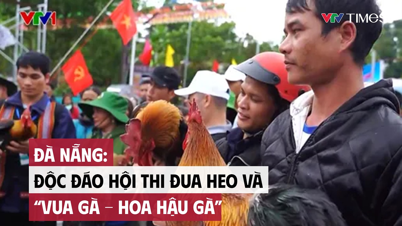 Cụm tin: Đà Nẵng: Độc đáo hội thi đua heo và “Vua gà - Hoa hậu gà” | VTV Times
