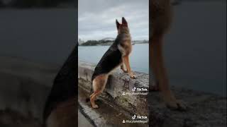 German Shepherd puppy to adult in 8 seconds