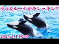 ララとルーナお疲れ様!! 鴨川シーワールド シャチショー KamogawaSeaWorld  orca killerwhale