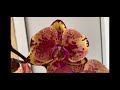 Сортовые орхидеи, бабочки, микс - эксклюзив в свежем завозе орхидей в Экофлору. Аркс Рей, Лиодоро ..