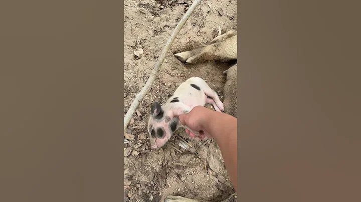 Lovely Piglet Sleep 🐷🥰 #pig #boar #hog #viral #animal #wildpig #wildboar #wildlife #farmlife