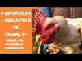 Забой 5ти месячных Бройлеров. У Бройлера &quot;Яйцами не пахнет&quot;.