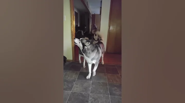 Happy New Year from the Husky House