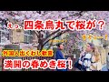 3/10(火)えっ、四条烏丸近くで桜が満開?外国人が出くわしたのはあの学校の春めき桜!