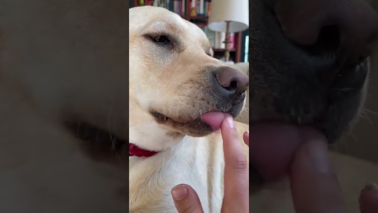 Adorable Sleepy Puppy Licking Hand with Mouth Noises