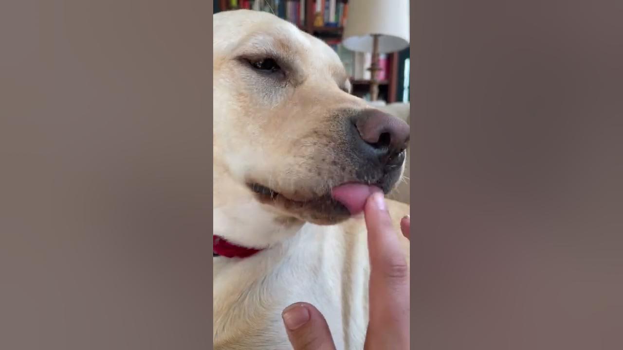 Adorable Sleepy Puppy Licking Hand with Mouth Noises YouTube