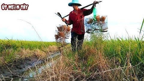 Đặt Lợp Ếch Mưu Sinh Cánh Đồng Lúa Chín/Út Miền Tây