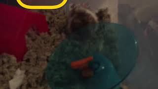 New Hamster Owner Tips