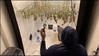 WELCOME - LEARN HOW TO GROW WEED - MEDICINAL CANNABIS