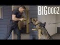 Meet Conan - The $25,000 Protection Dog | BIG DOGZ
