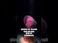 A Deep Sea Camera Recorded Something Standing Still