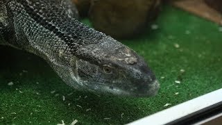 Двух варанов пытались перевезти через границу в котельной поезда Двух варанов пытались перевезти через границу в котельной поезда