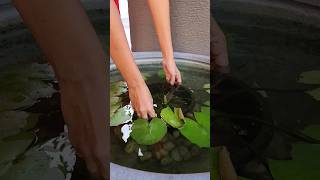 Cleaning My water lily fish pond & Maintenance | #shorts